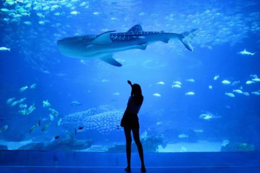 Dubai Aquarium underwater